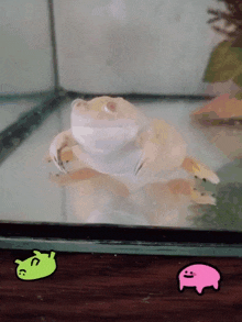 a white frog is swimming in a tank next to a pink and green frog