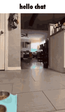 Hello Chat Cat GIF - Hello Chat Cat GIFs