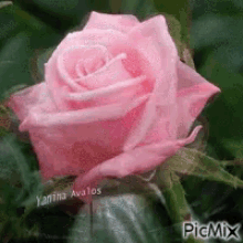 Rose In Bloom GIF