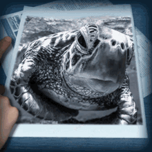 Heart Turtle GIF