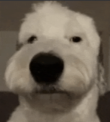 Dog GIF