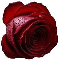 a close up of a red rose with water drops on the petals