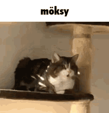 Möksy Emi GIF - Möksy Emi Miau GIFs