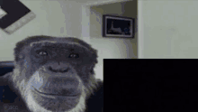 Monkey Meme GIF