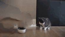 Food Cat GIF - Food Cat Eats GIFs