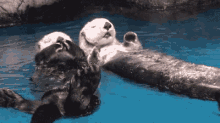 Otters Floating GIF