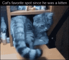 Cat Favorite Place GIF - Cat Favorite Place Kitten GIFs