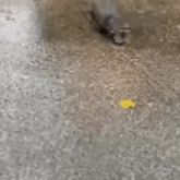 a black dog is laying on the ground with the words hi chat written on the bottom .
