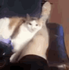 Cat Chat GIF