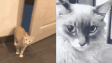 Cat Shook GIF - Cat Shook What GIFs