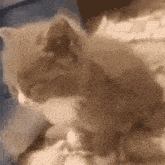 котик спит котик уснул GIF - котик спит котик уснул засыпаю GIFs