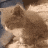 a close up of a kitten sitting on top of a couch .
