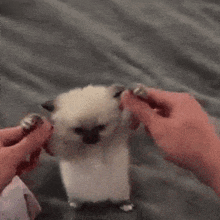 a person is petting a small white kitten on its hind legs .