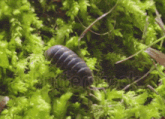 a close up of a bug in the moss with the word shutterstock visible
