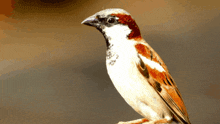 Sparrow Sparrow Bird GIF