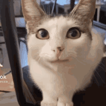Balenciagaval Cat GIF - Balenciagaval Cat GIFs