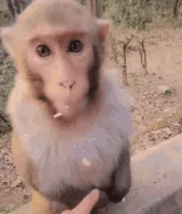 a close up of a monkey eating a piece of food from a person 's hand .