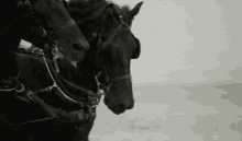 sanditon british historical drama horses black horses run fast