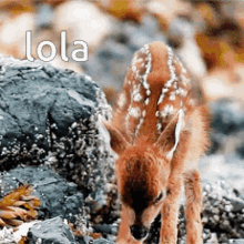 Deer Lola GIF - Deer Lola Dippyland GIFs