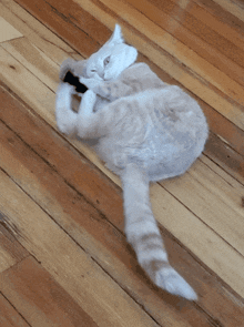 Oscar Cat GIF - Oscar Cat Cat Playing GIFs