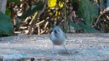 Titmouse Bird GIF - Titmouse Bird Nature GIFs