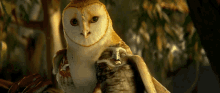 Owl Soren GIF