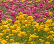 Yellow Red GIF - Yellow Red Flowers GIFs