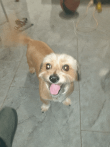 a small brown and white dog standing on a tiled floor with its tongue out