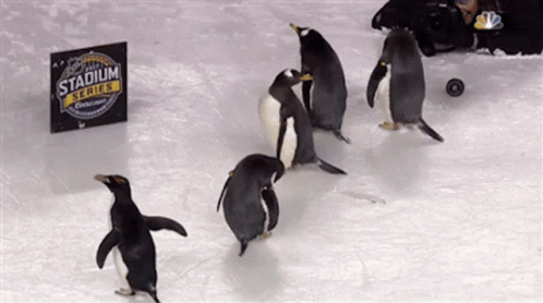 penguins-nhl.gif
