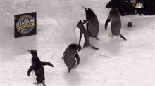 Penguins Nhl GIF - Penguins Nhl Penguin GIFs