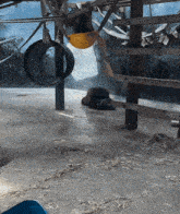 a monkey is laying on the ground in a zoo cage