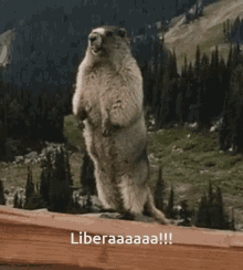 Libera Marmot GIF - Libera Marmot Calling Out GIFs