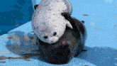 two seals are laying on a blue surface