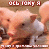 two pigs are standing next to each other with the words " ось таку я " above them