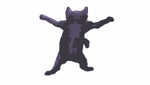 cyfrin cat dance cat