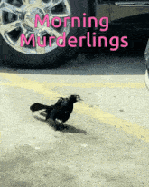 a black bird is walking across a parking lot with the words morning murderlings written above it