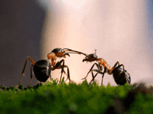 Ants Communication GIF