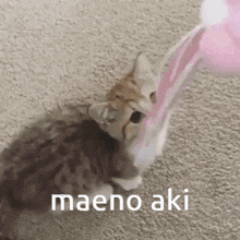 Maeno Aki Zeno Remake GIF - Maeno Aki Zeno Remake Cat Love GIFs