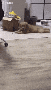 a dog is laying on the floor next to a cardboard box with tiktok written on the bottom