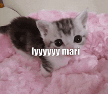 Love You Mari GIF - Love You Mari Love You Mari GIFs