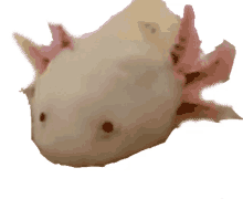 axolotl the