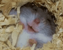 Hamster Chomik GIF - Hamster Chomik Cute GIFs