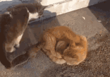 Cats Squirrel GIF - Cats Squirrel Funny Animals GIFs