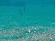 peek garden eel swim under water
