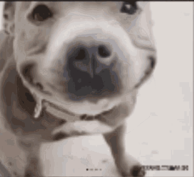 Pixilart - Puppy Gif by Miss-Pitbull