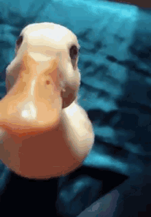 Lovely Duck GIF - Lovely Duck Sweet GIFs
