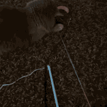Cat Luna GIF - Cat Luna Miskeeping GIFs