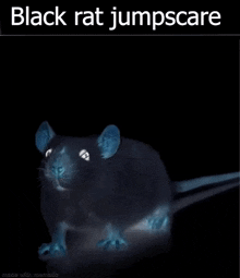 a picture of a black rat jumping in the air with the caption " black rat jumpscare "