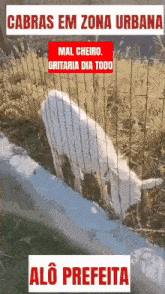 a picture of a goat behind a fence that says cabras em zona urbana mal cheiro gritaria dia todo