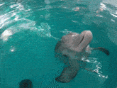 Dolphin Dolphin Tale GIF - Dolphin Dolphin Tale Winter The Dolphin GIFs